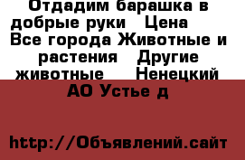 Отдадим барашка в добрые руки › Цена ­ 1 - Все города Животные и растения » Другие животные   . Ненецкий АО,Устье д.